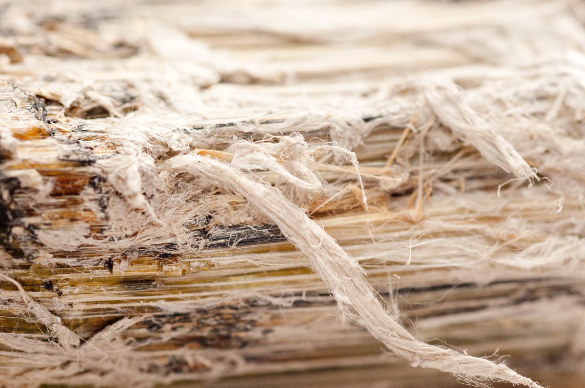 Asbestos fibres | Featured image for the Understanding the Dangers of Asbestos blog by Gumdale Demolition.